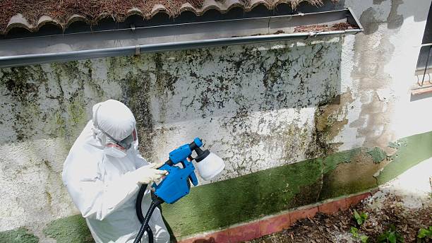 Mold Removal service in Sumner